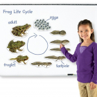 Riesiger Magnetischer Lebenszyklus eines Frosches 