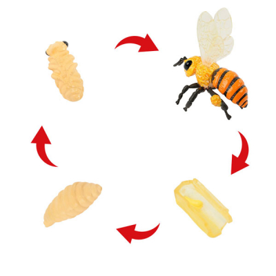 Lebenszyklus-Modell "Honigbiene", 4-tlg.