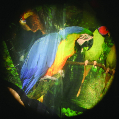 Tropische Vögel - 6 Zoll Projektorrad